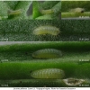 lyc phlaeas larva1 volg